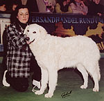 Shadia-Jcint - erfolgreichster Kuvasz 2002 und 2003