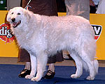 Osiris vom Quecksilber im Ehrenring auf der Euro Dog 2005