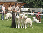 Beste Kuvasz-Zuchtgruppe: Tamaris, Vajramani und Varun