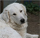 Kuvasz-Welpen von Ugatos vom Quecksilber und Bolina von Porte Cassell