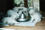 Having breakfast - the P litter