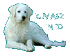 Zu den Kuvasz Info-Seiten