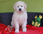 Wunderschne Kuvasz-Welpen!