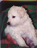 Welpe 10 - eine kleine Kuvasz-Hndin, 4 Wochen alt