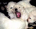 Kuvasz-Welpen, 2 Wochen alt