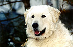 Kuvasz-Rde Jaszszpe Gald - der Vater